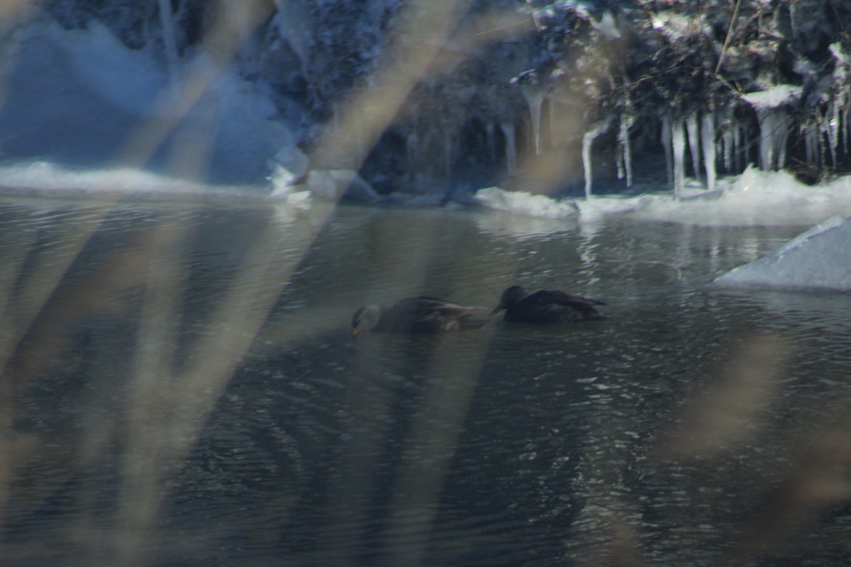 rødfotand - ML650552449