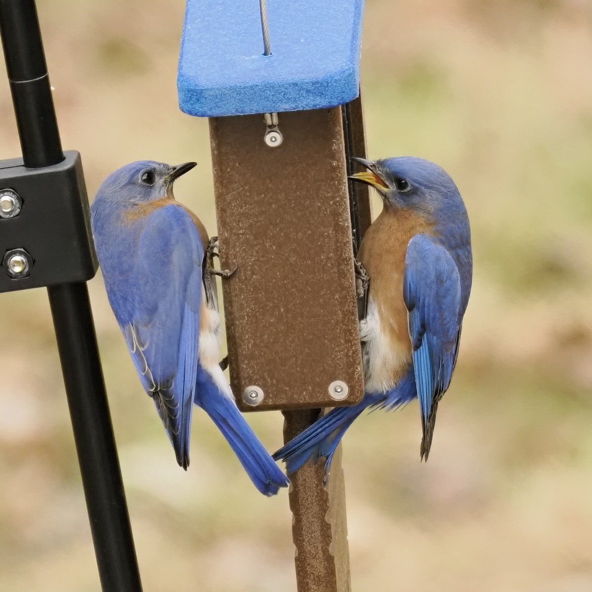 Eastern Bluebird - ML650552563