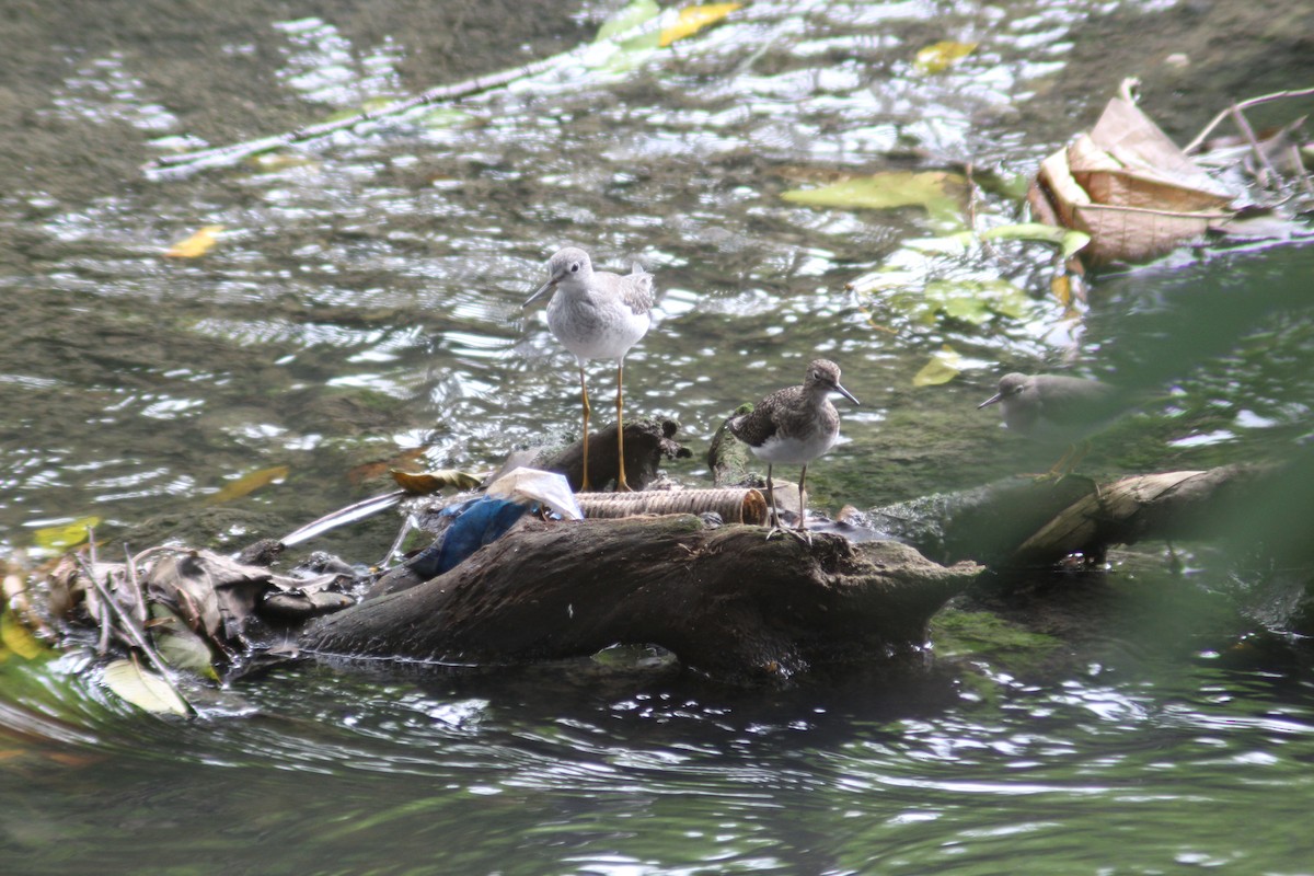 Solitary Sandpiper - ML650553017