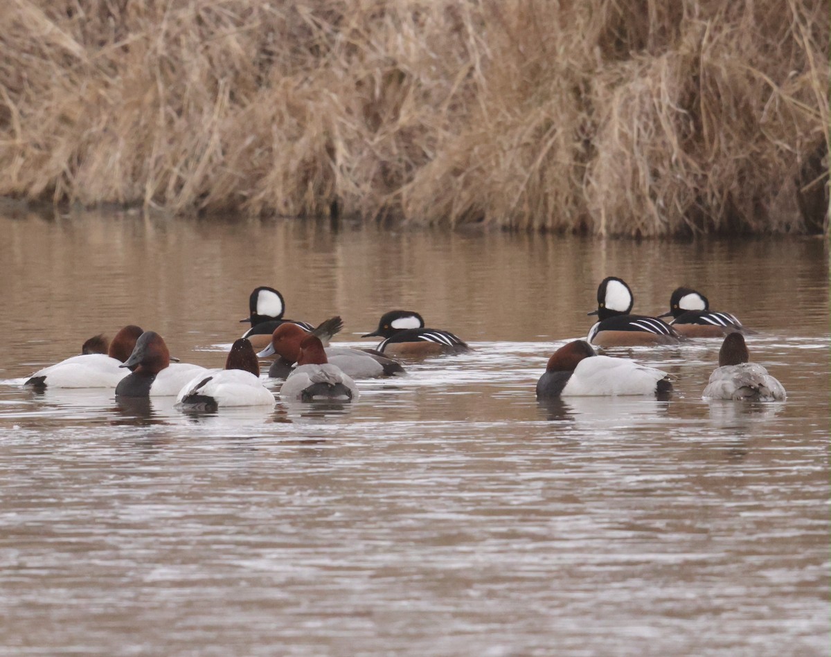 Canvasback - ML650553080