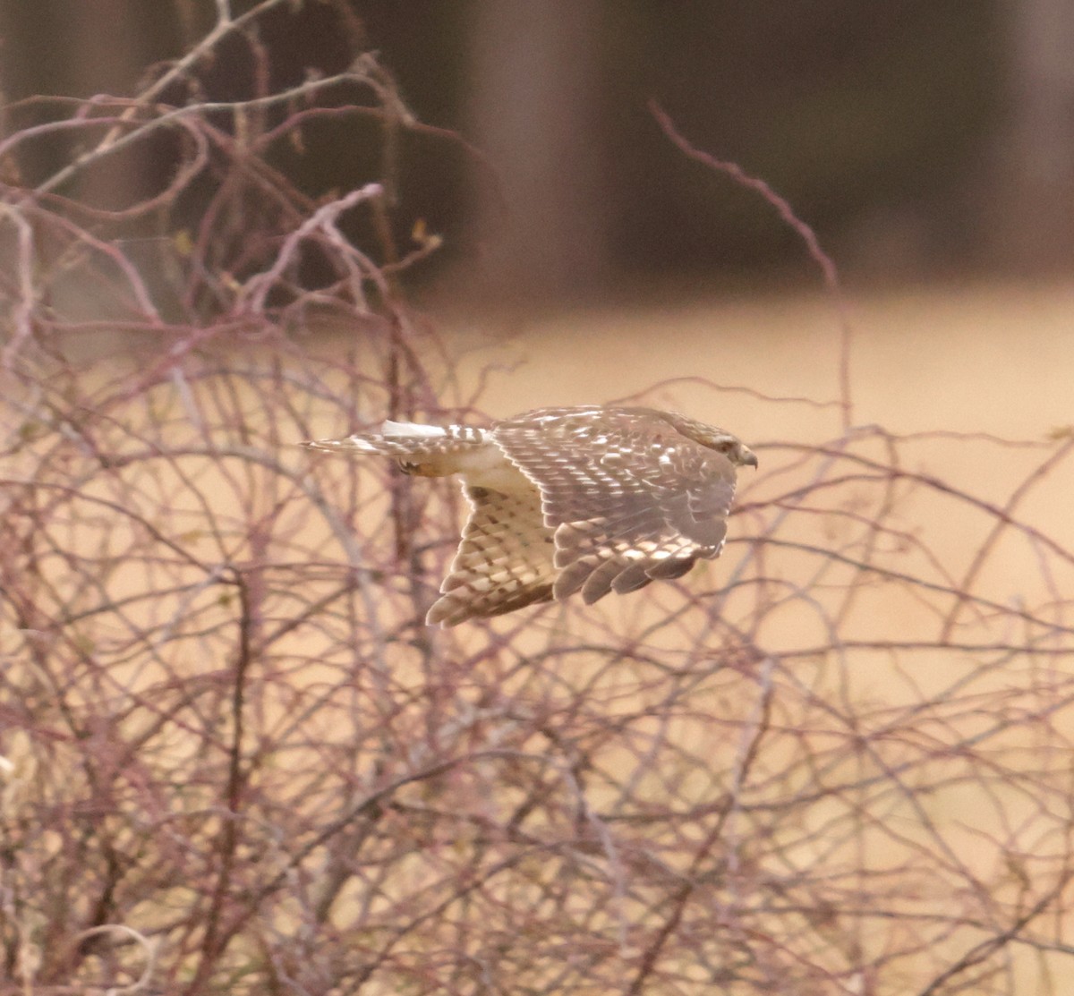 Red-shouldered Hawk - ML650553099