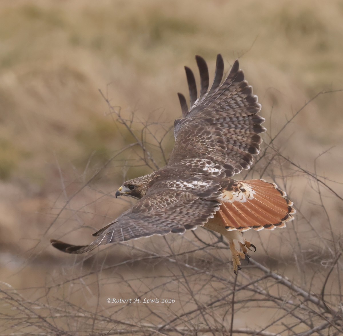 Red-tailed Hawk - ML650553104