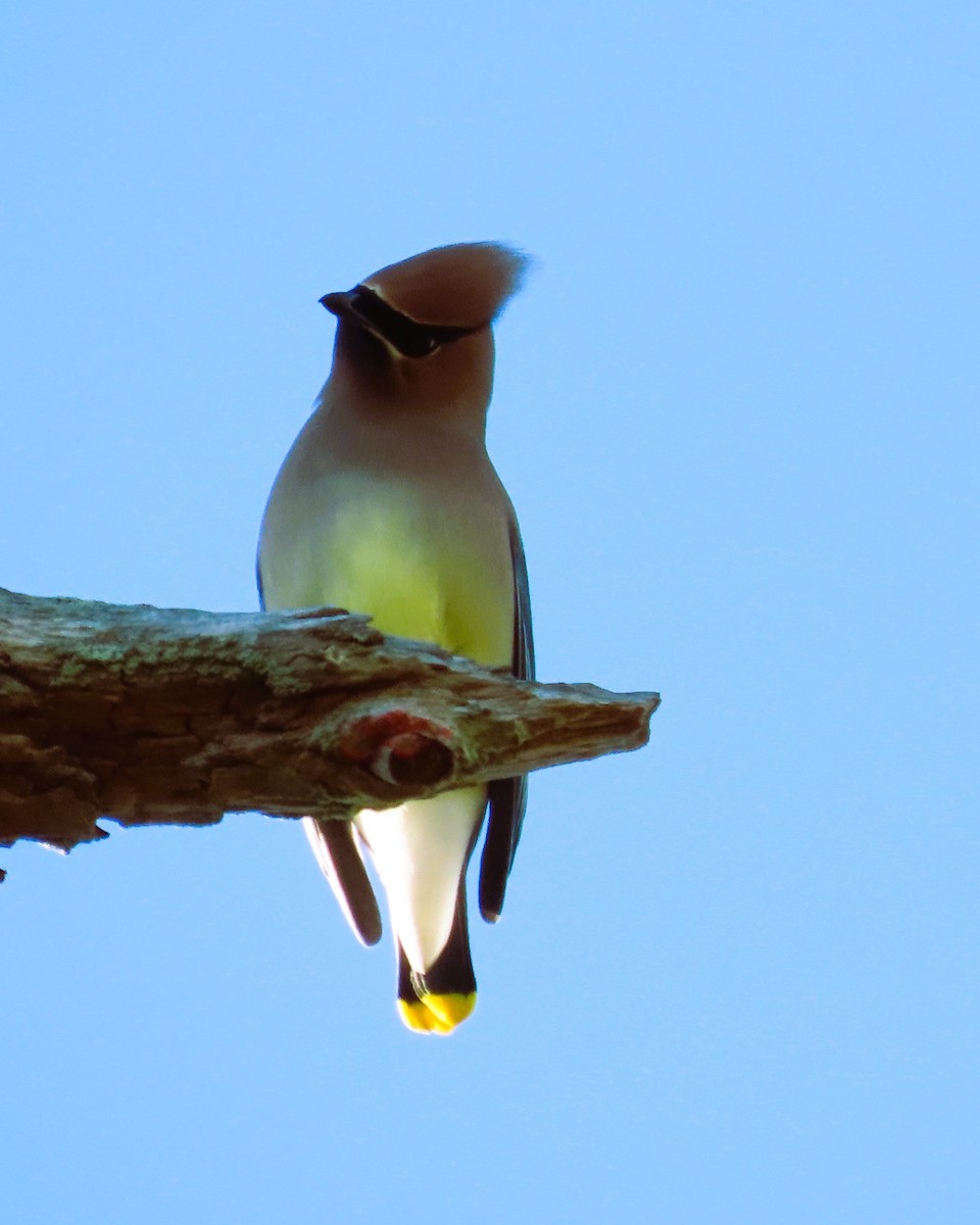 Ampelis Americano - ML650553181