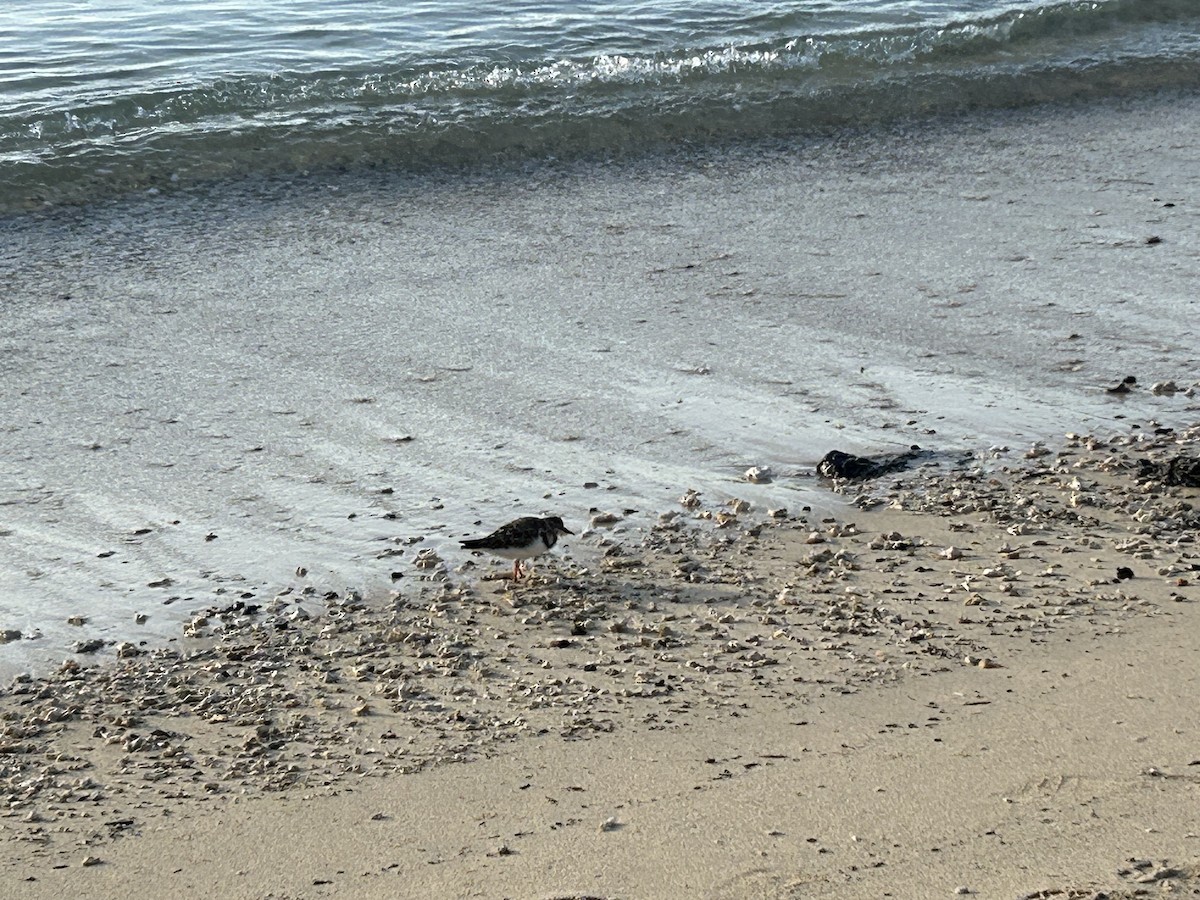 Ruddy Turnstone - ML650553238