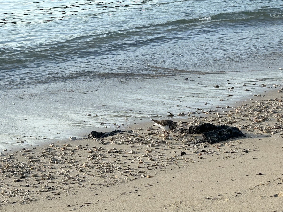 Ruddy Turnstone - ML650553239