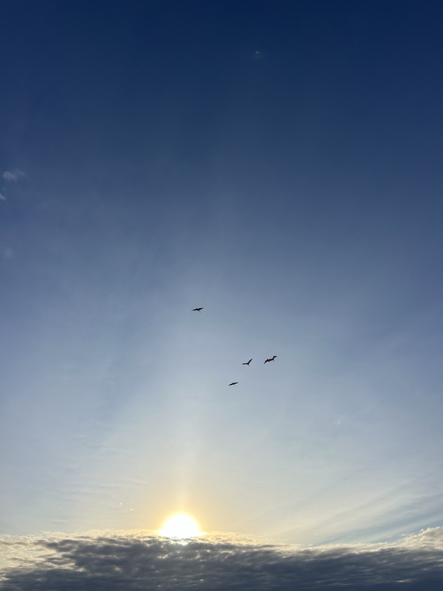 Western Cattle-Egret - ML650553249