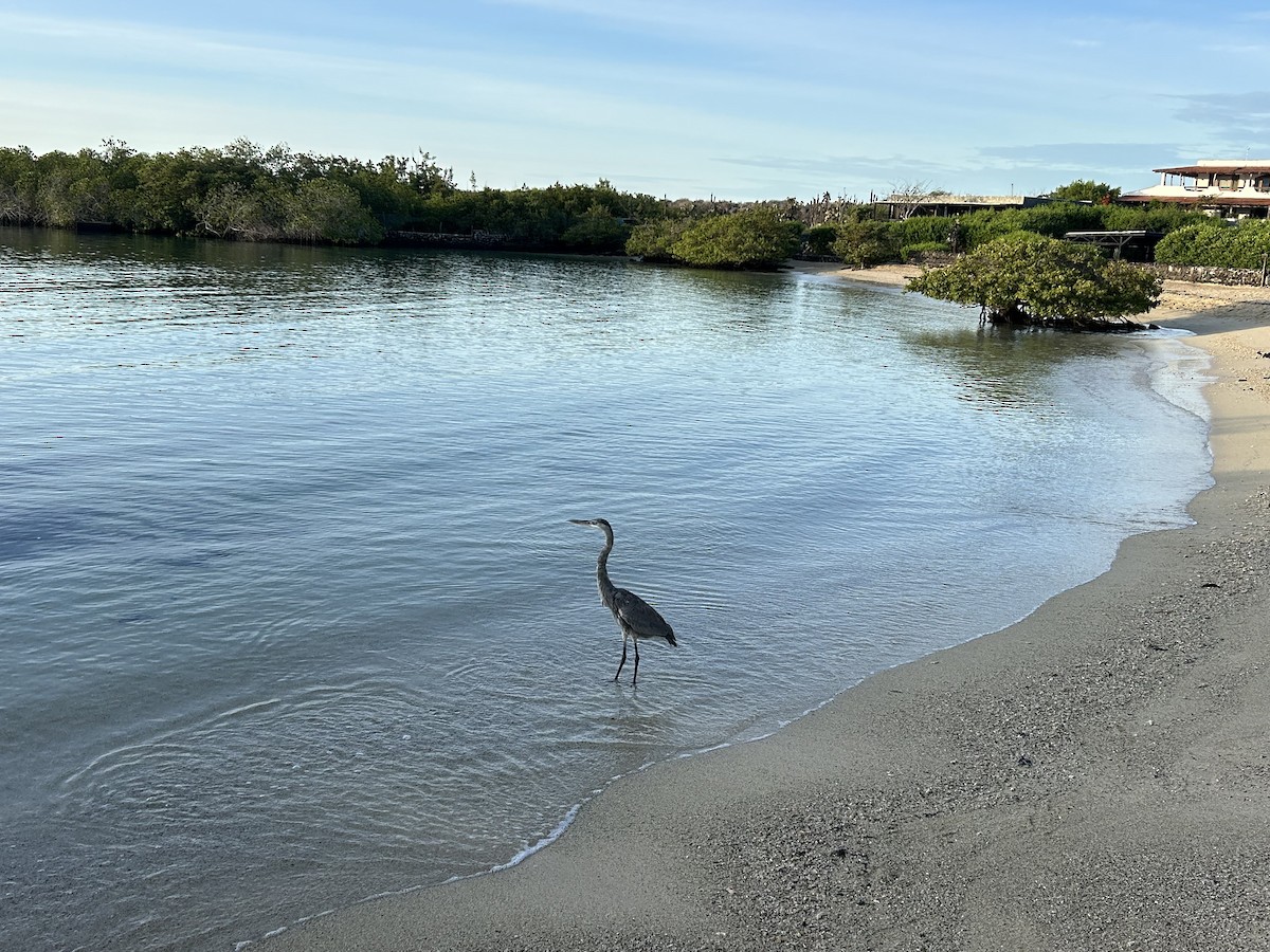 Great Blue Heron - ML650553365