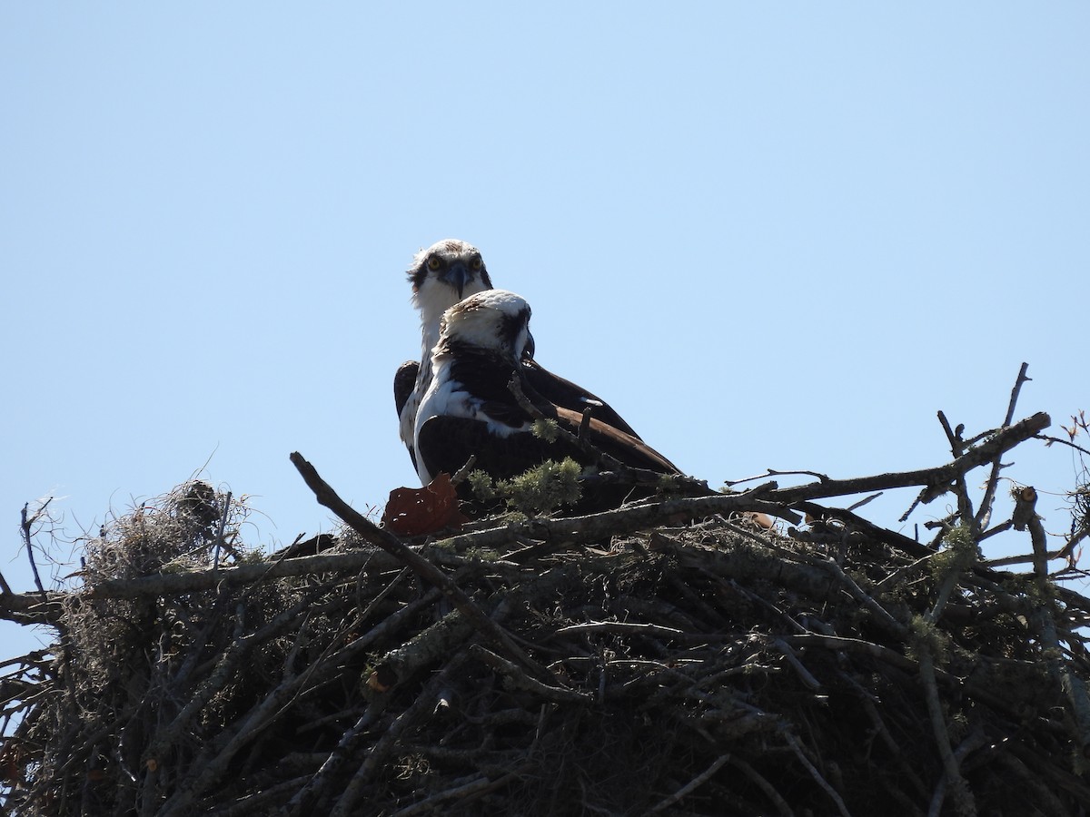 Osprey - ML650553747