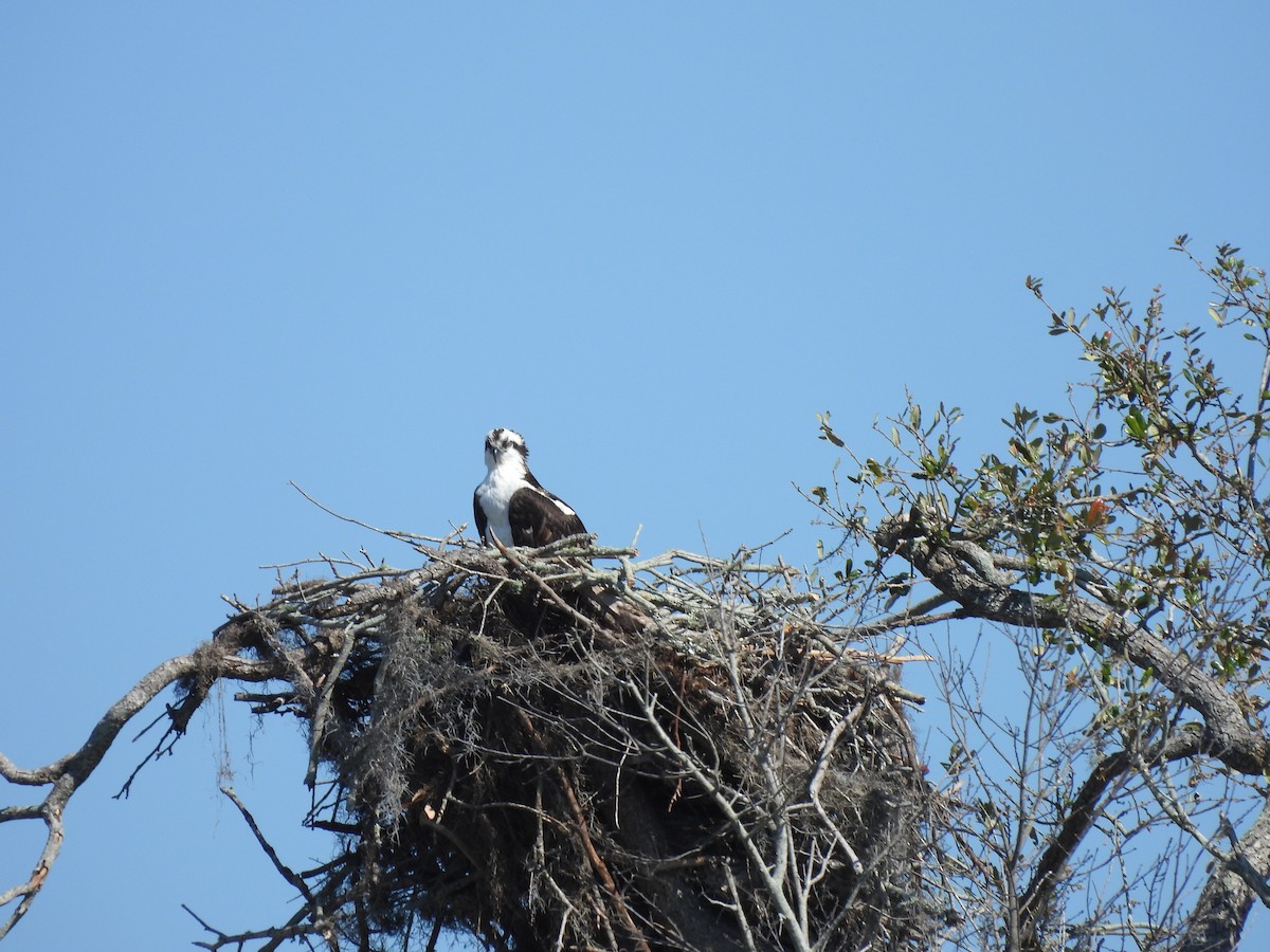 Osprey - ML650553748