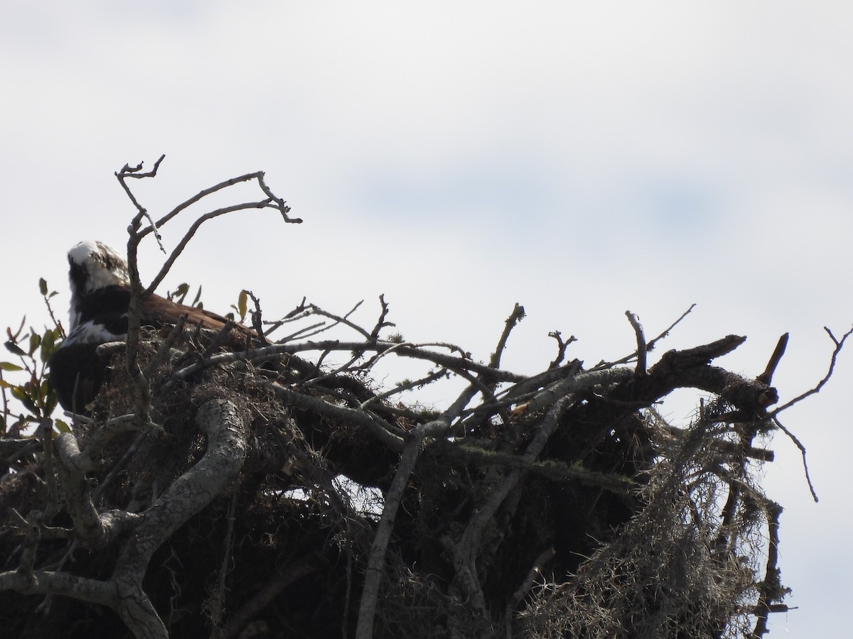 Osprey - ML650553749