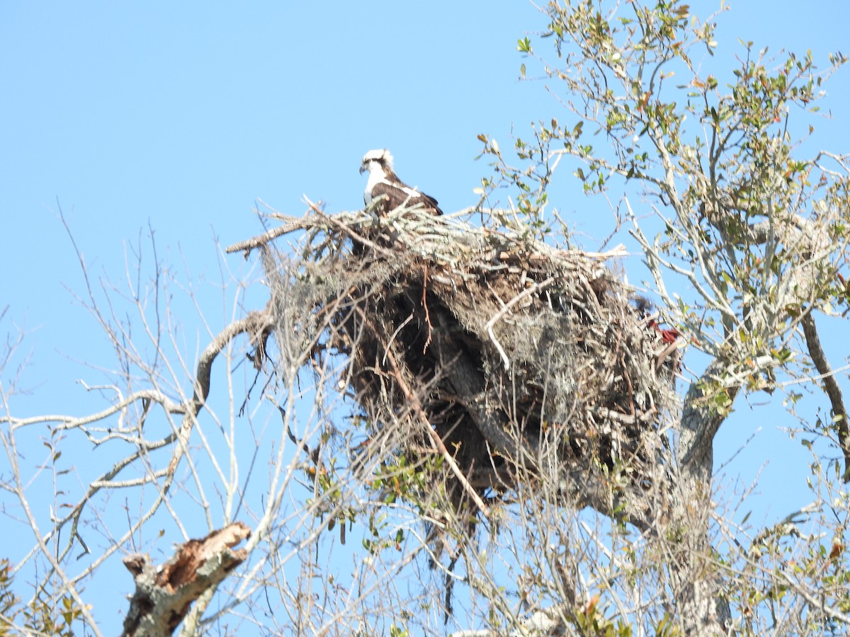 Osprey - ML650553752