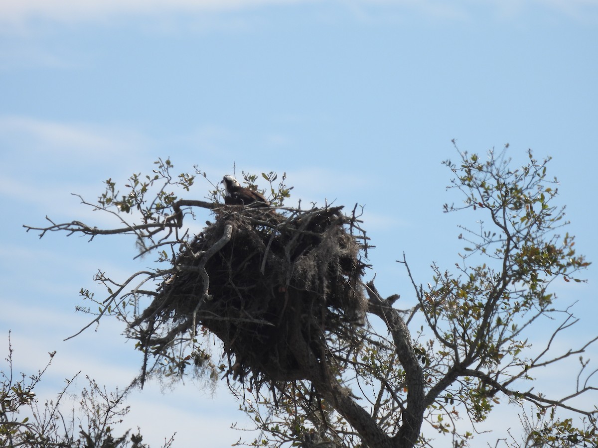 Osprey - ML650553753