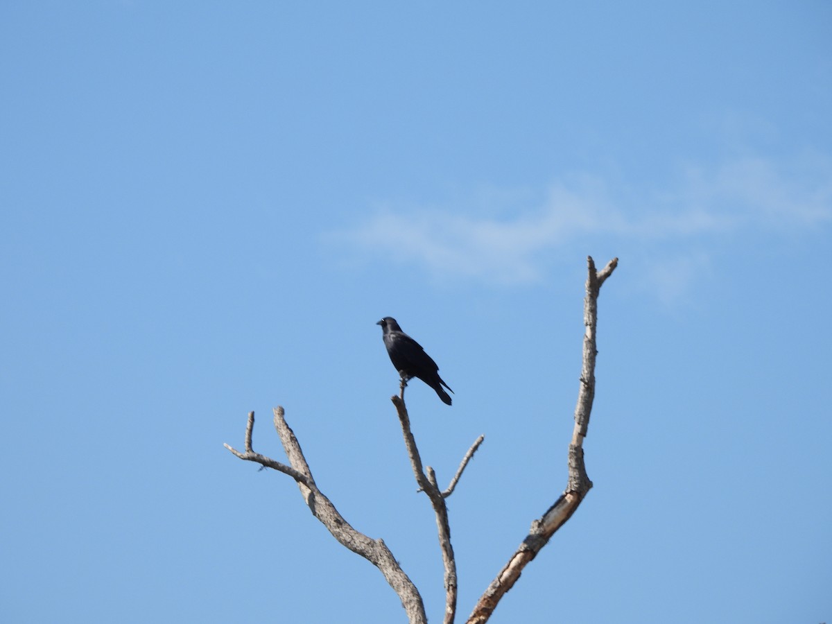 Fish Crow - ML650553760