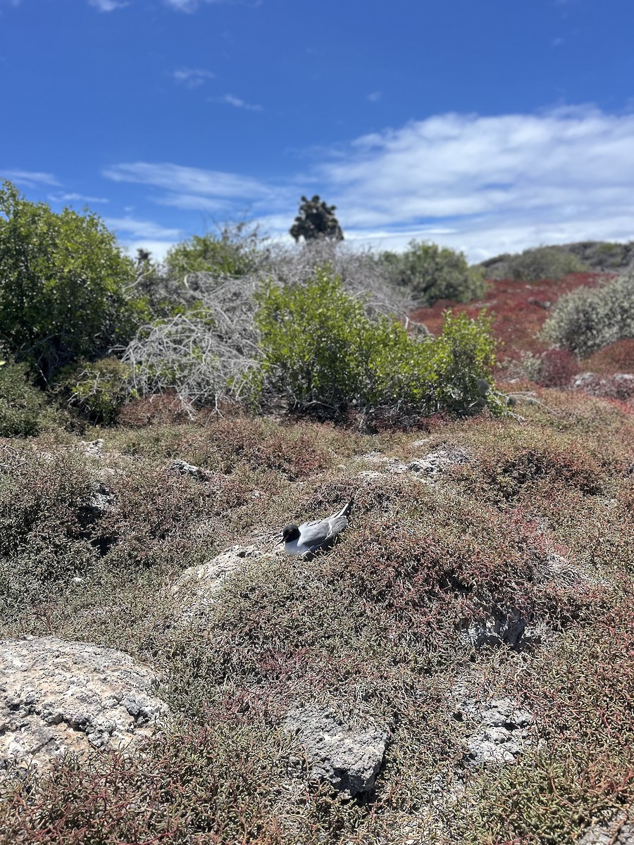 Swallow-tailed Gull - ML650553766