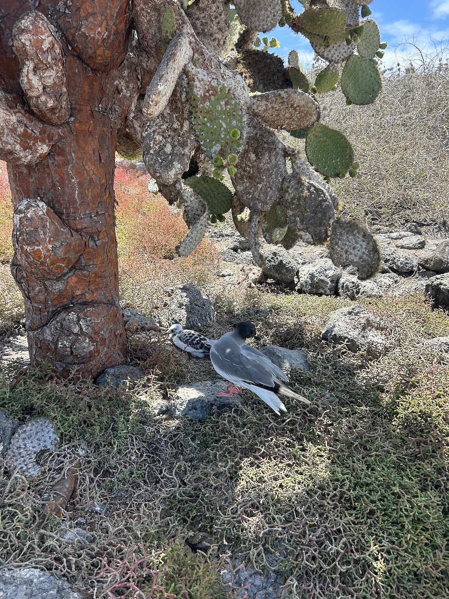 Swallow-tailed Gull - ML650553767