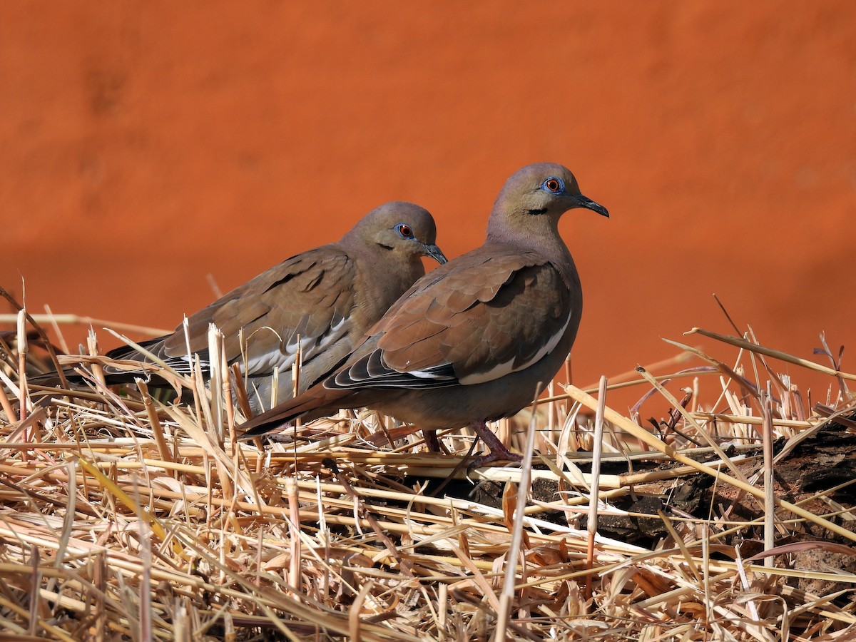 hvitvingedue - ML650553841