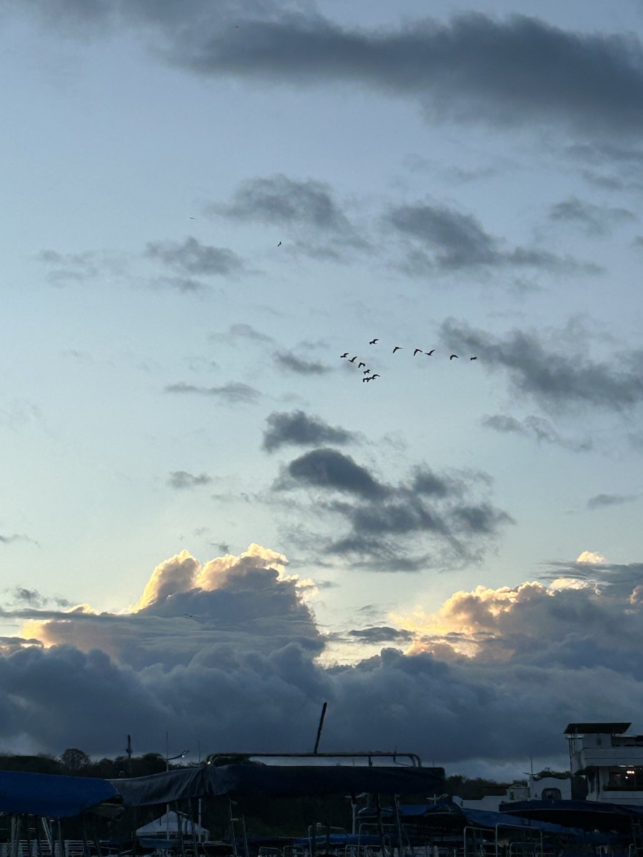 Western Cattle-Egret - ML650553908