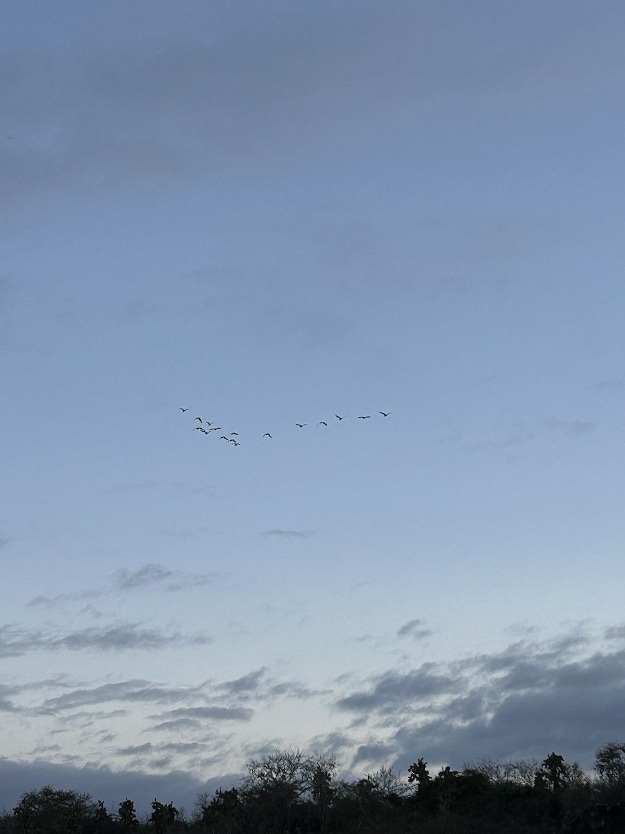 Western Cattle-Egret - ML650553909