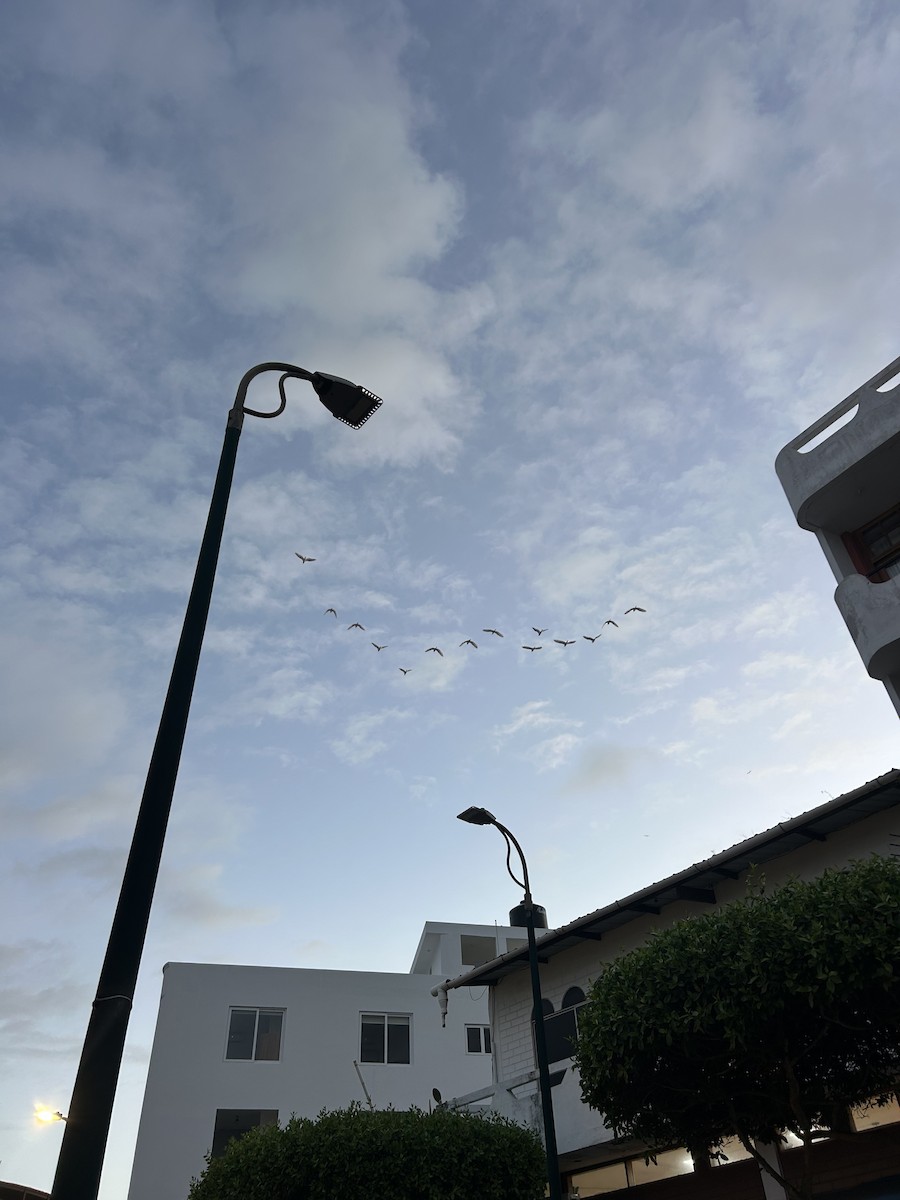 Western Cattle-Egret - ML650553910