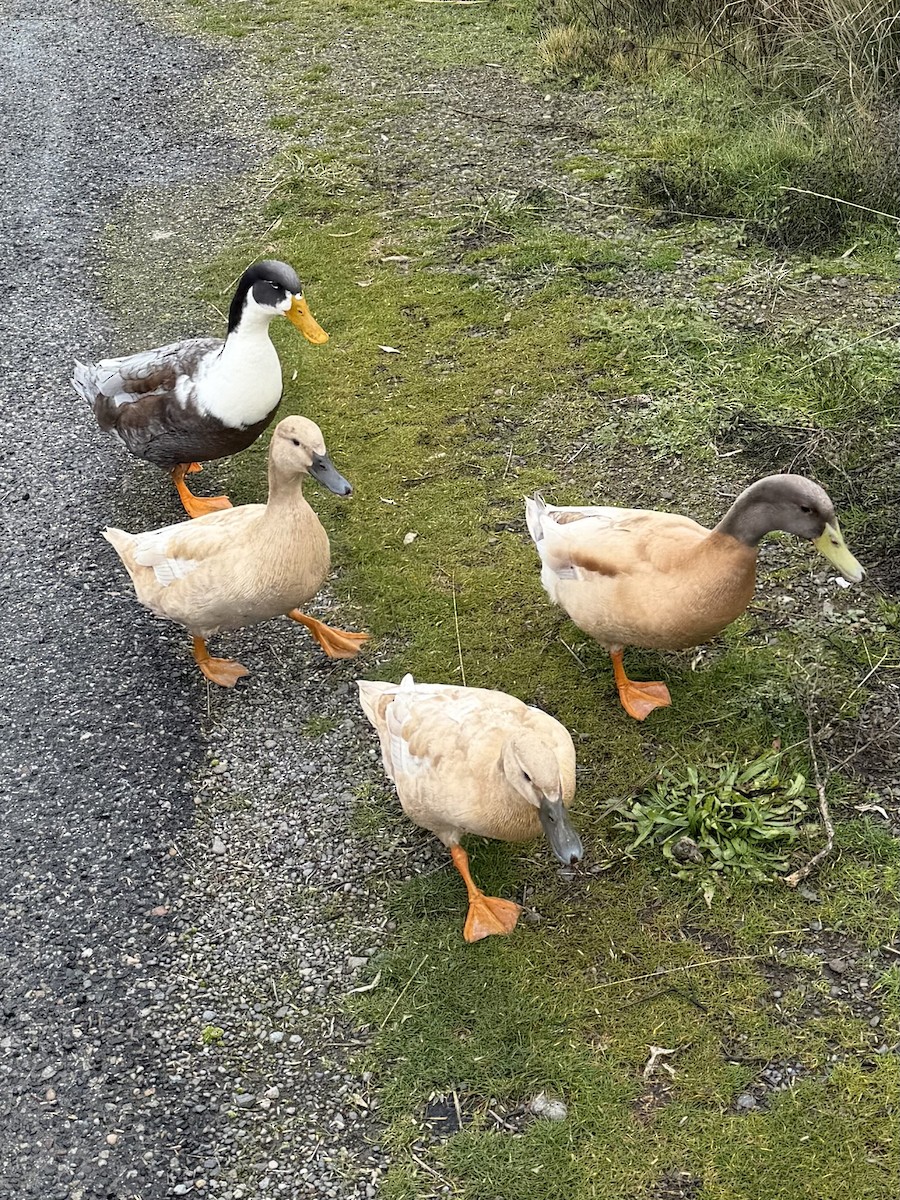 ub. and - ML650553943