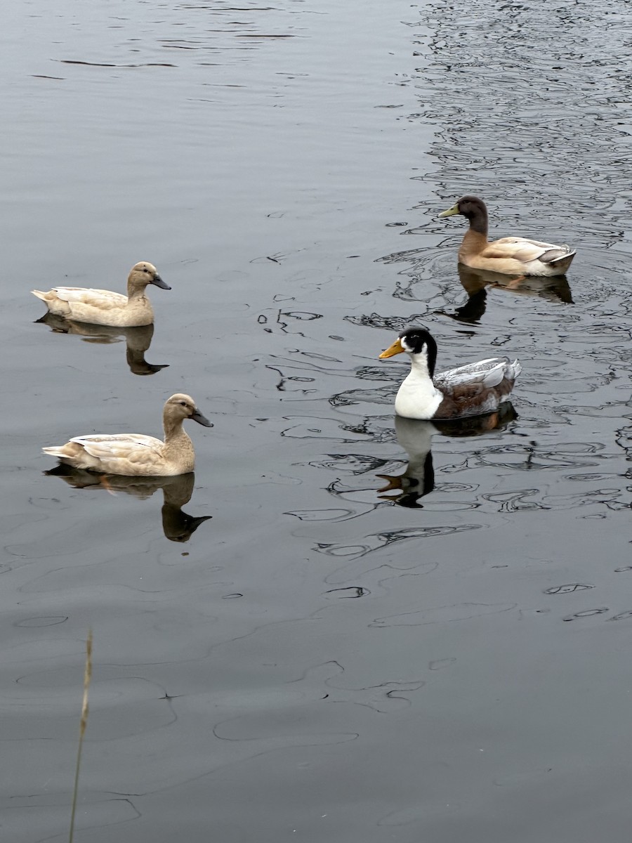 ub. and - ML650553944