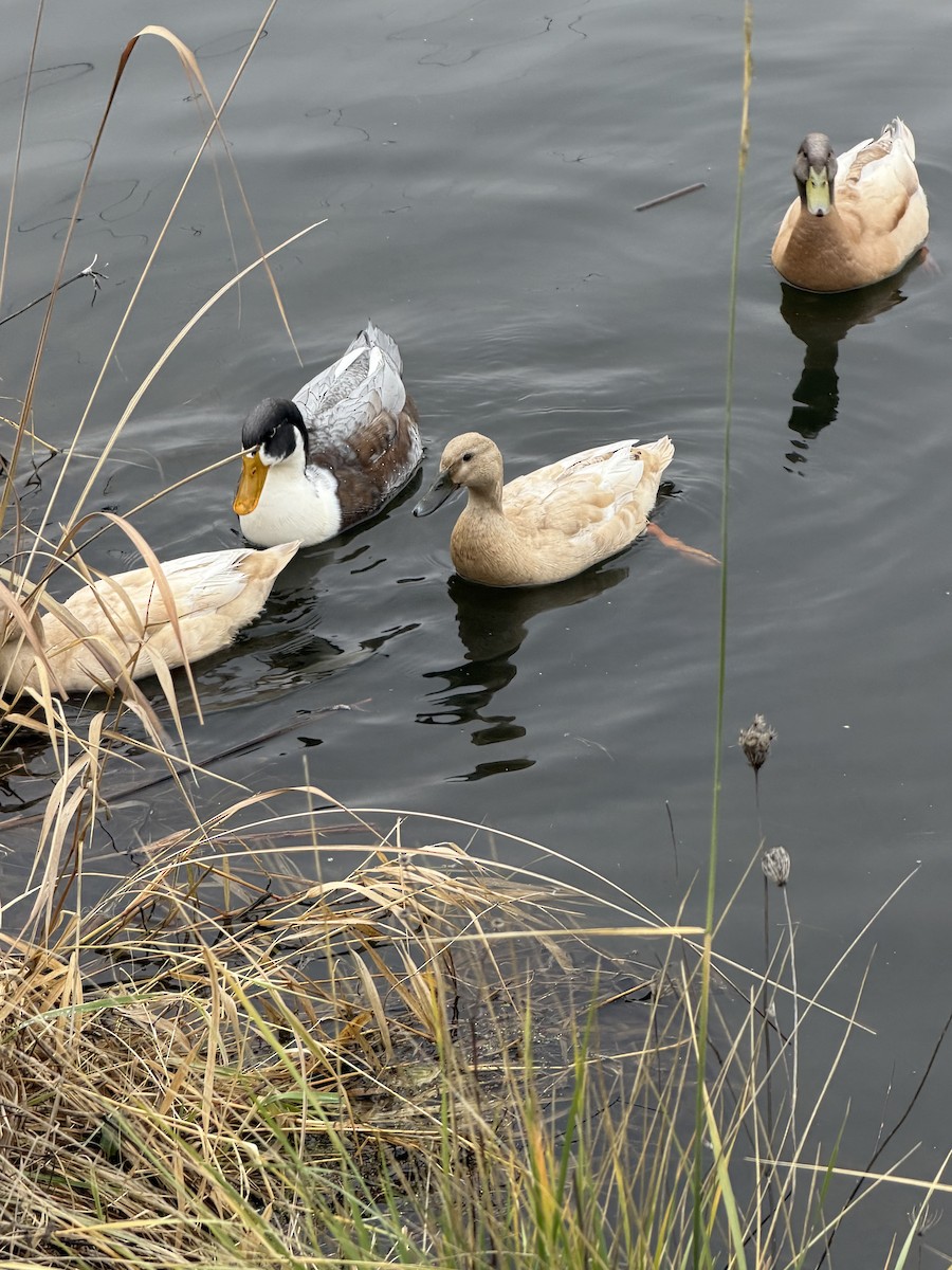 ub. and - ML650553945