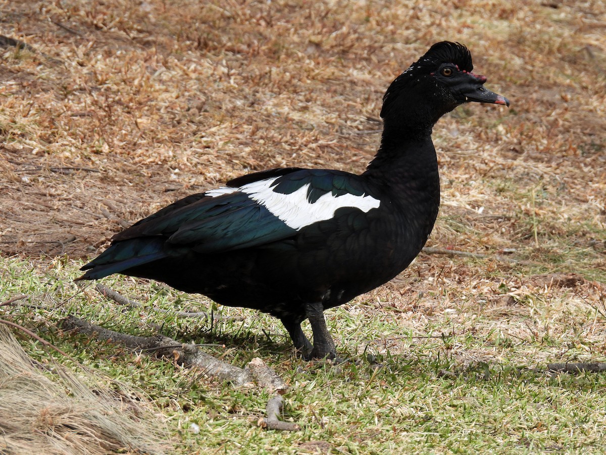 moskusand (domestisert knoppand) - ML650553954