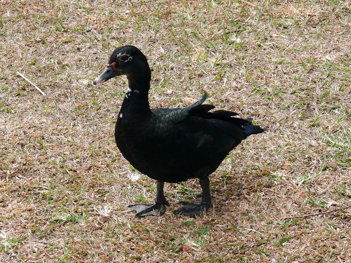 moskusand (domestisert knoppand) - ML650553963