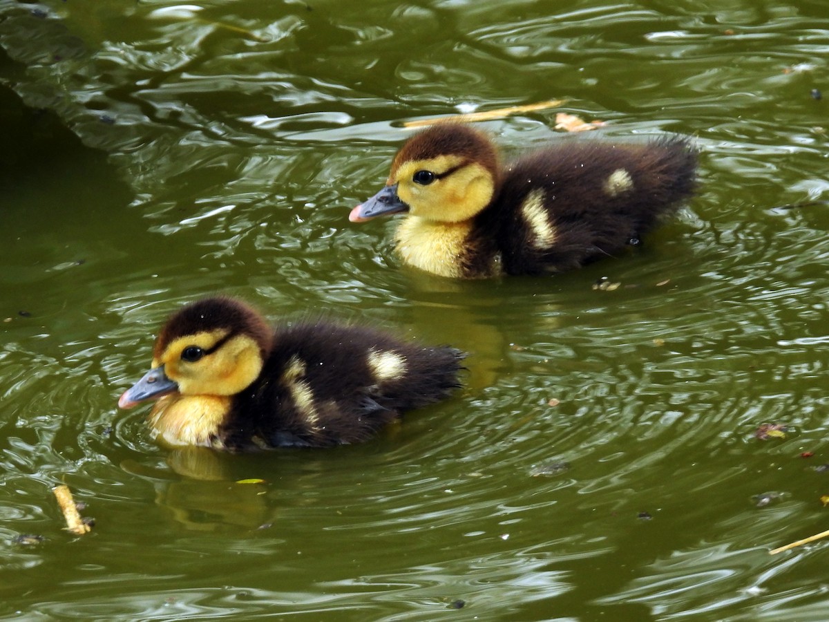 moskusand (domestisert knoppand) - ML650553971