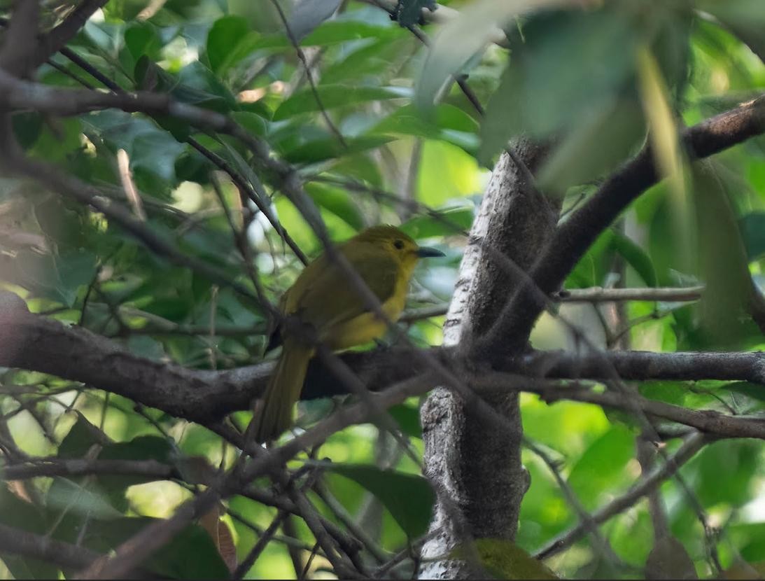 Yellow-browed Bulbul - ML650553978
