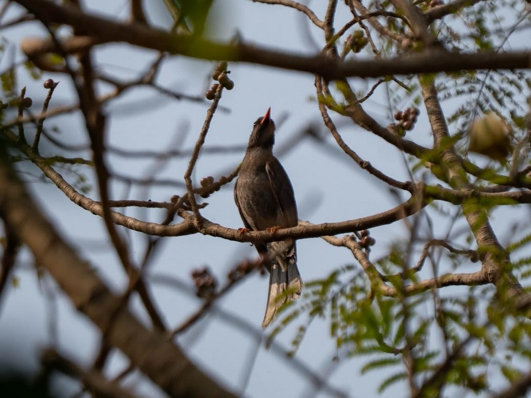 Square-tailed Bulbul - ML650553989