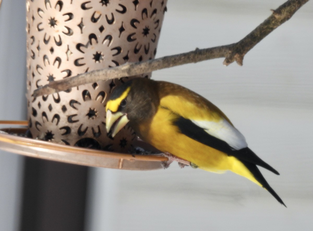 Evening Grosbeak - ML650553996