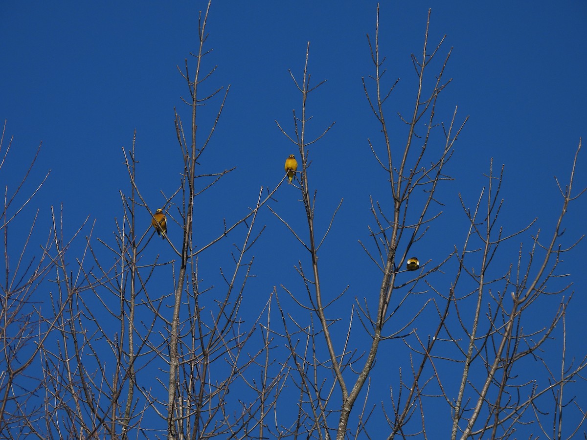 Evening Grosbeak - ML650554028