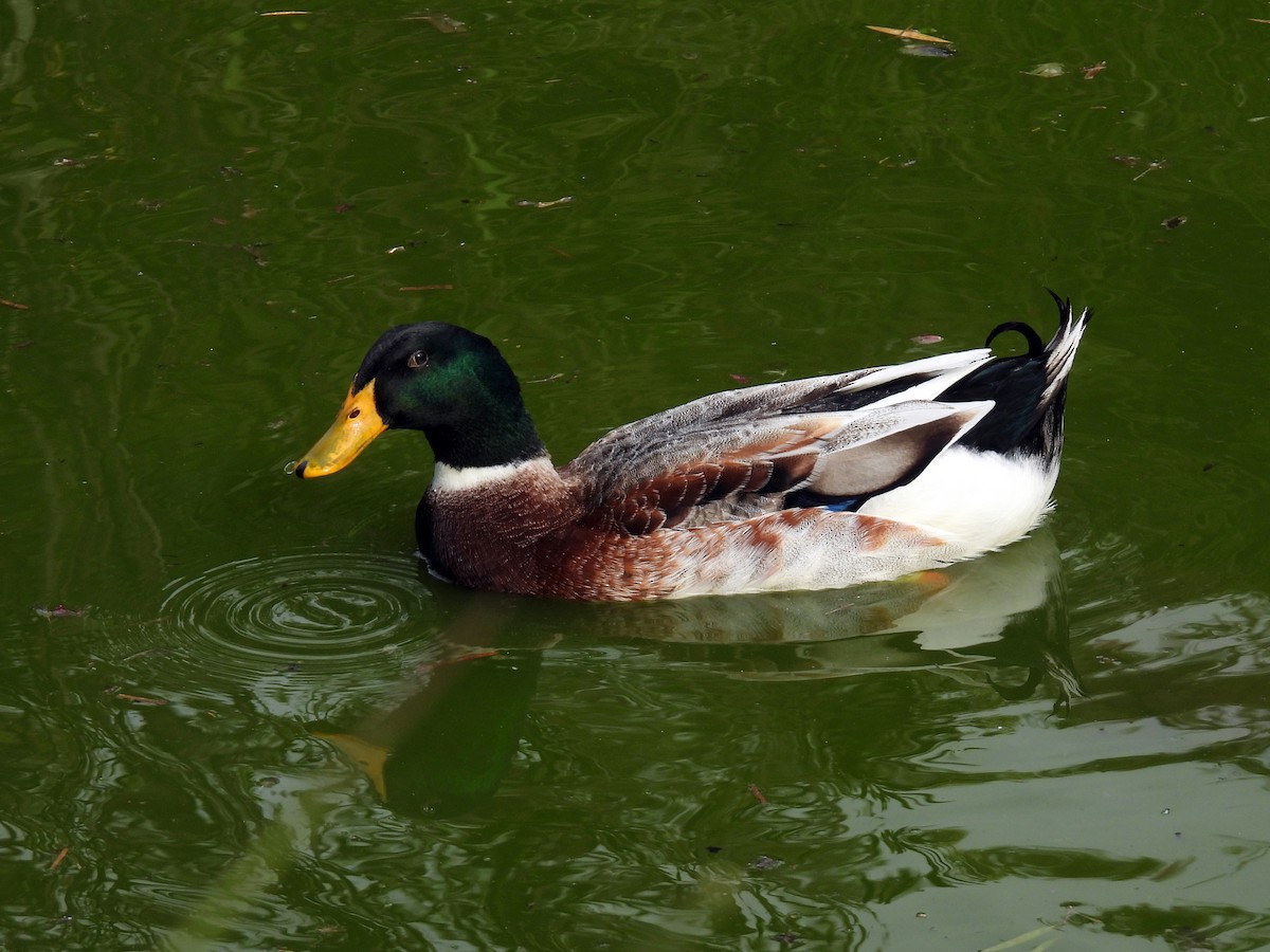 stokkand (domestisert) - ML650554040