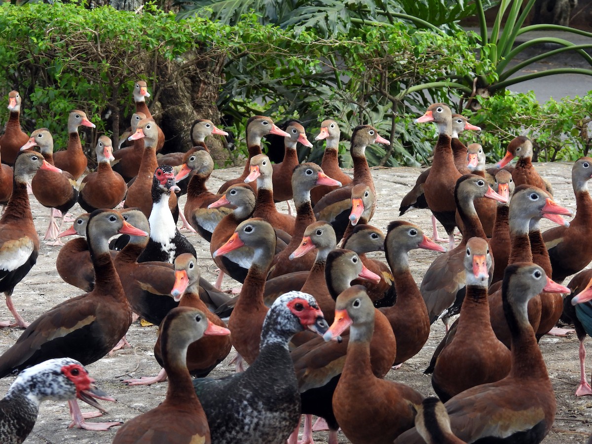 rødnebbplystreand - ML650554077