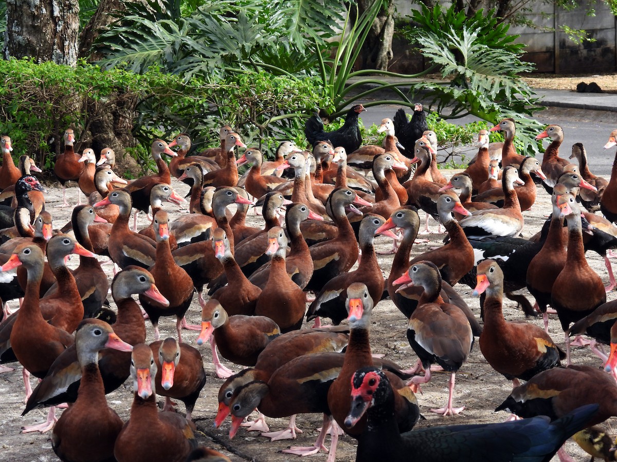 rødnebbplystreand - ML650554079