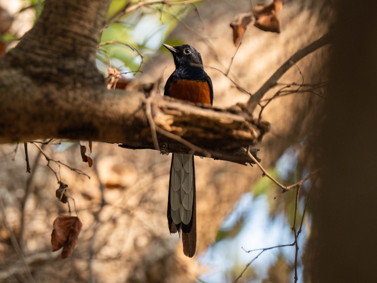 White-rumped Shama - ML650554103