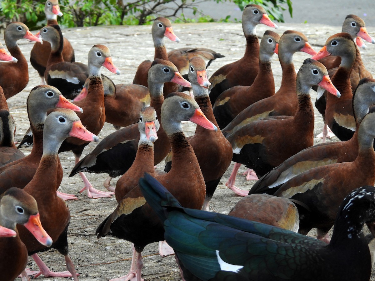 rødnebbplystreand - ML650554104