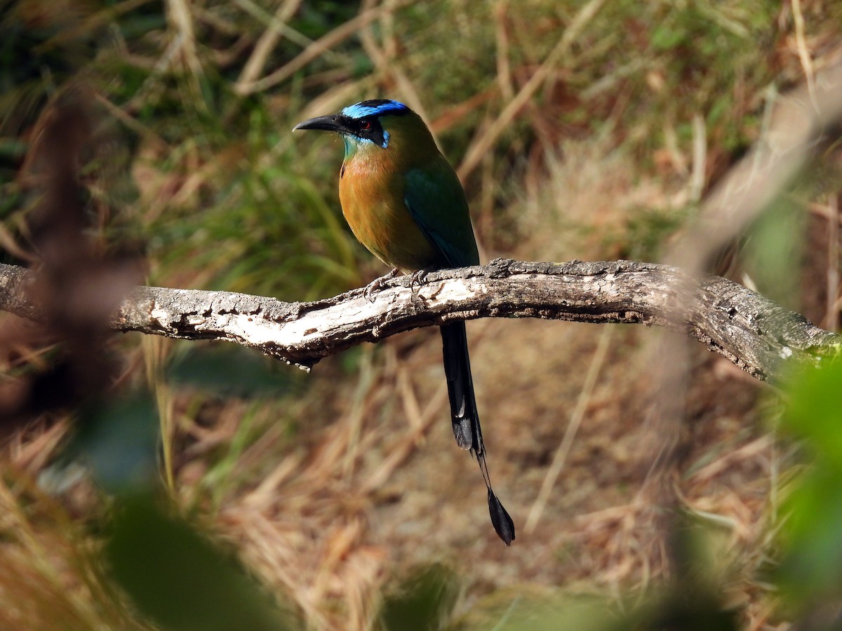 diademmotmot - ML650554154