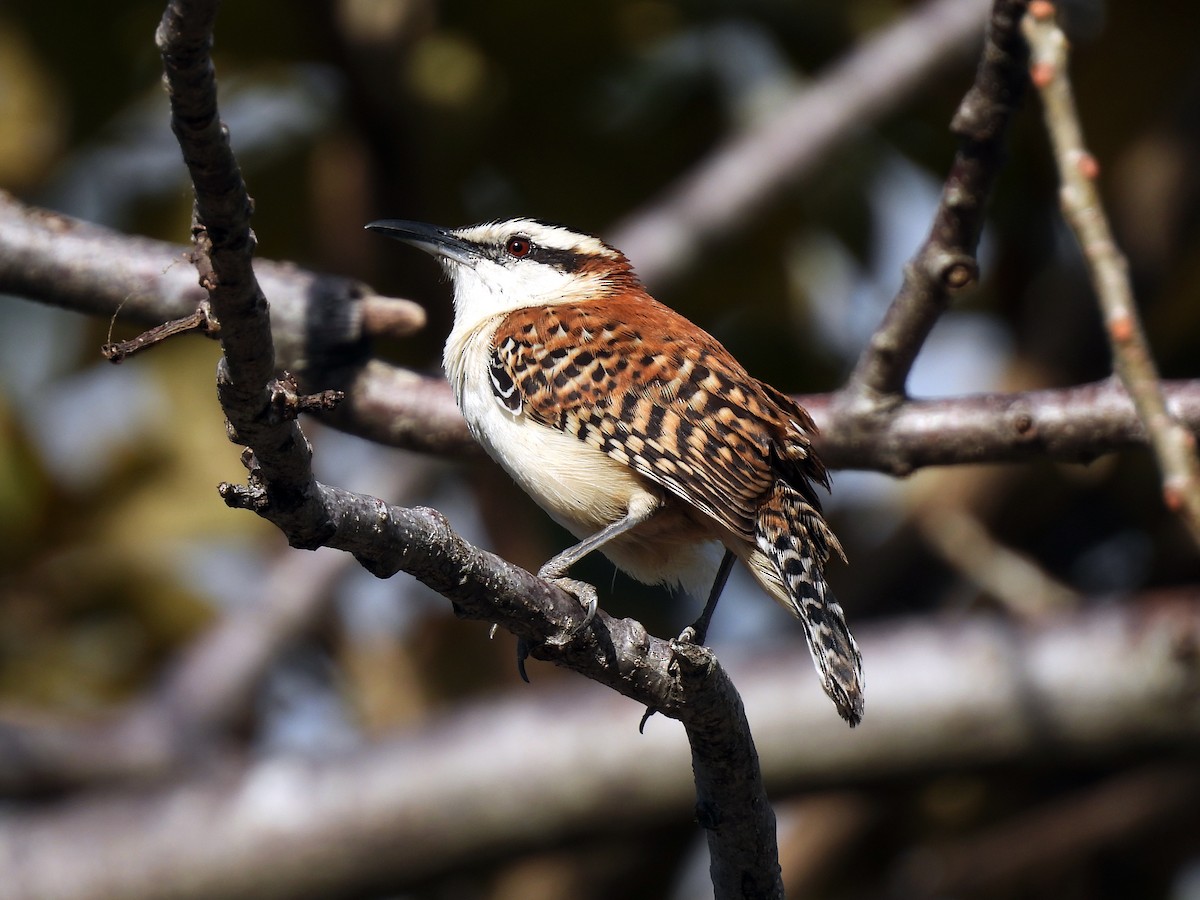 rødryggsmett - ML650554205