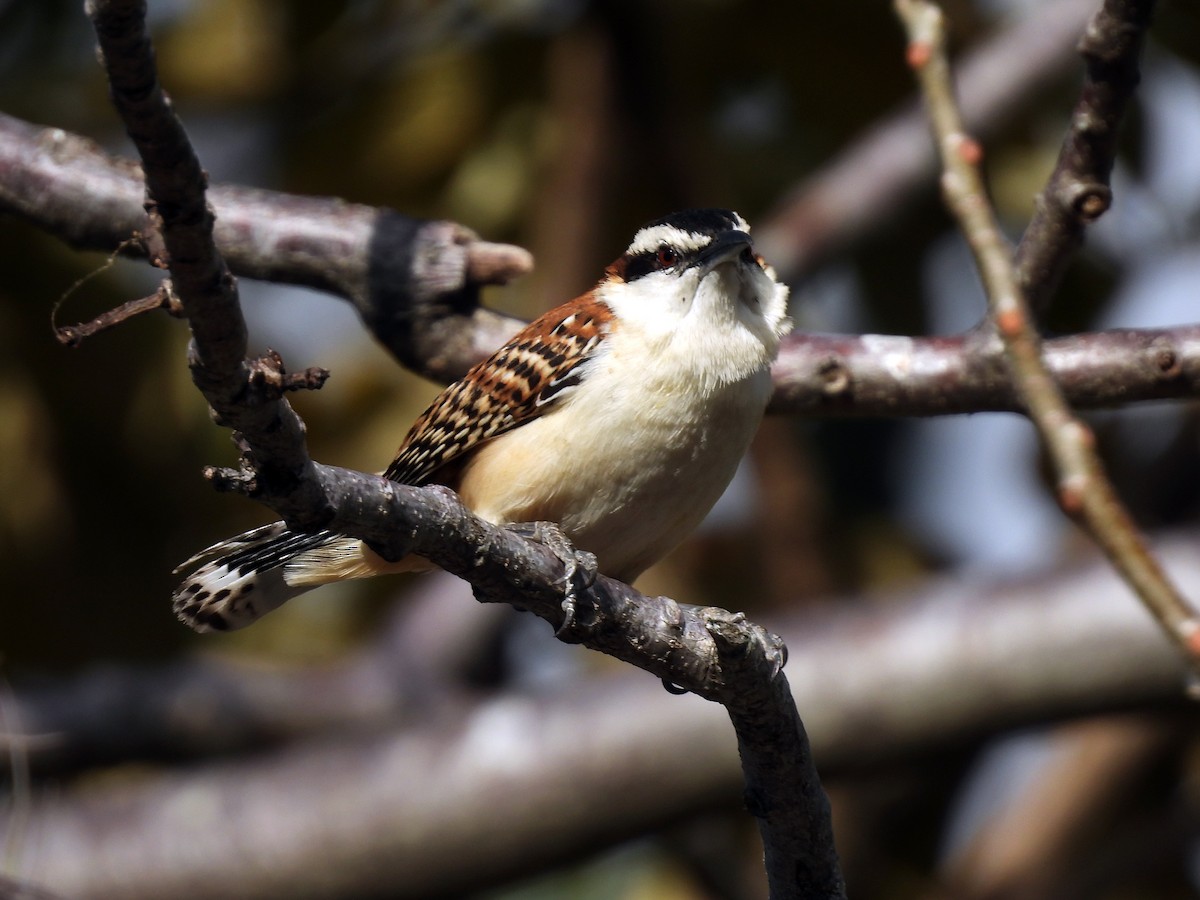 rødryggsmett - ML650554209