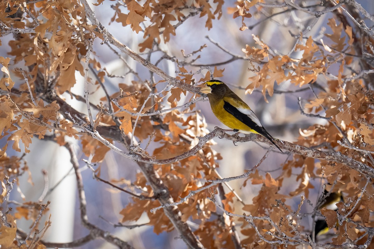 Evening Grosbeak - ML650554251