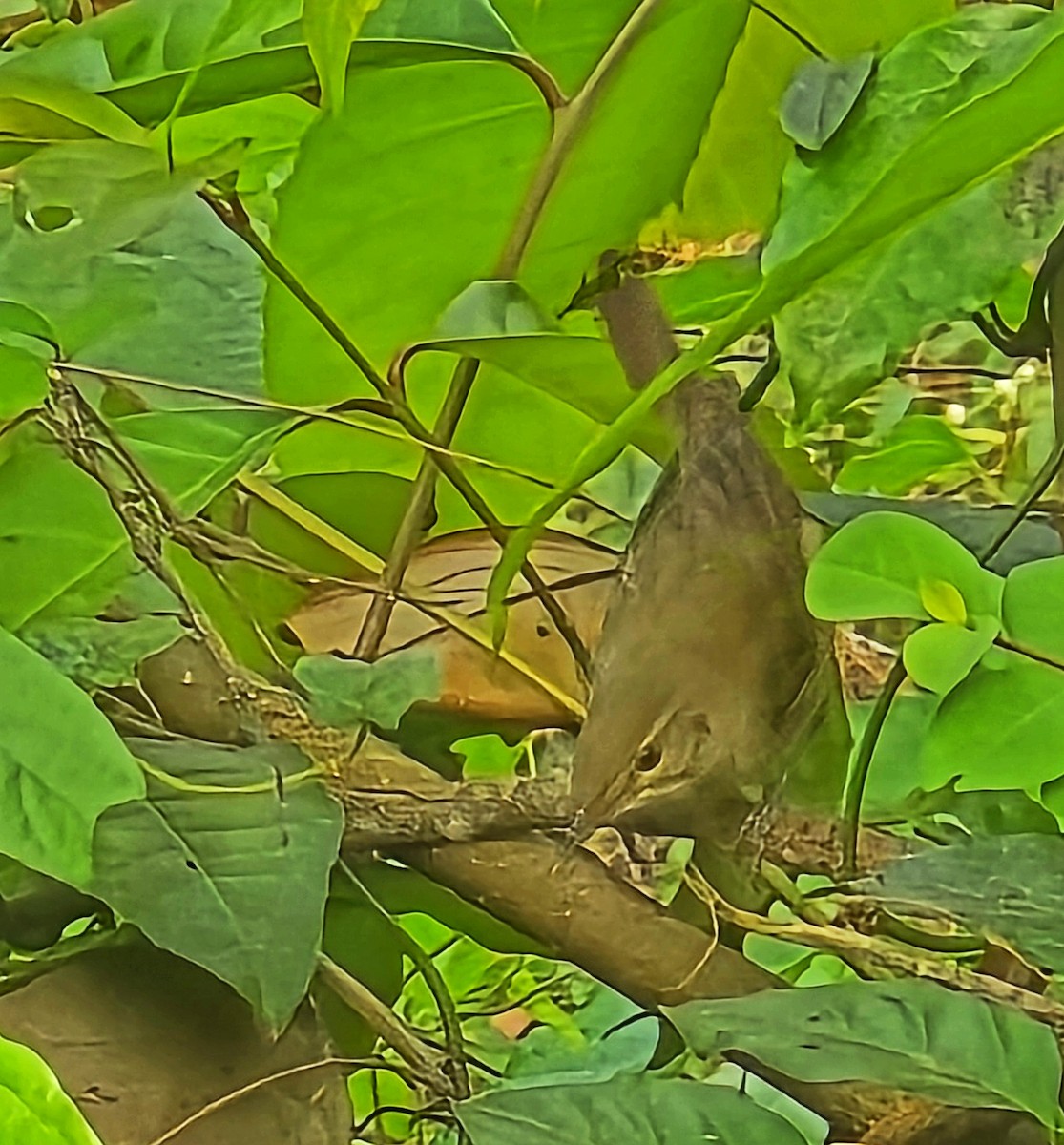 Carricero de Blyth - ML650554537