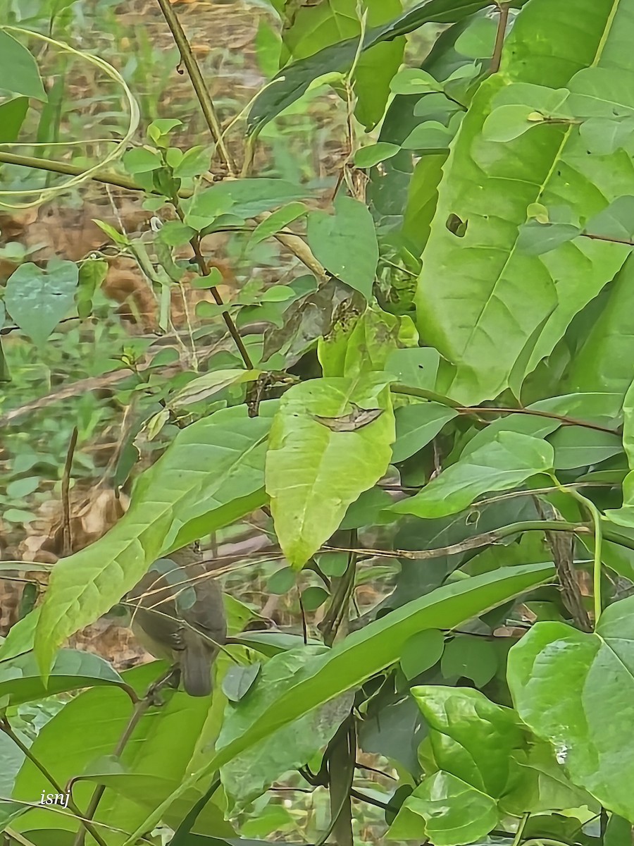 Carricero de Blyth - ML650554538