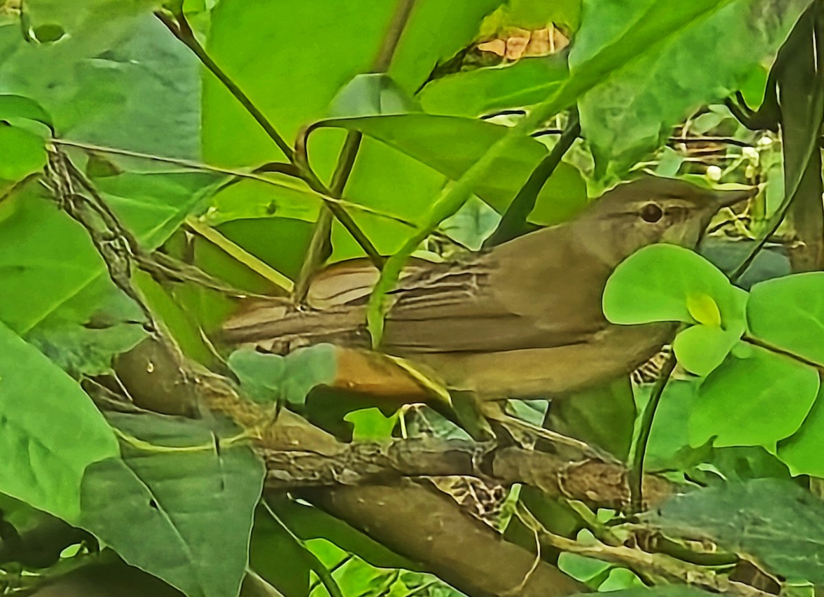 Carricero de Blyth - ML650554539