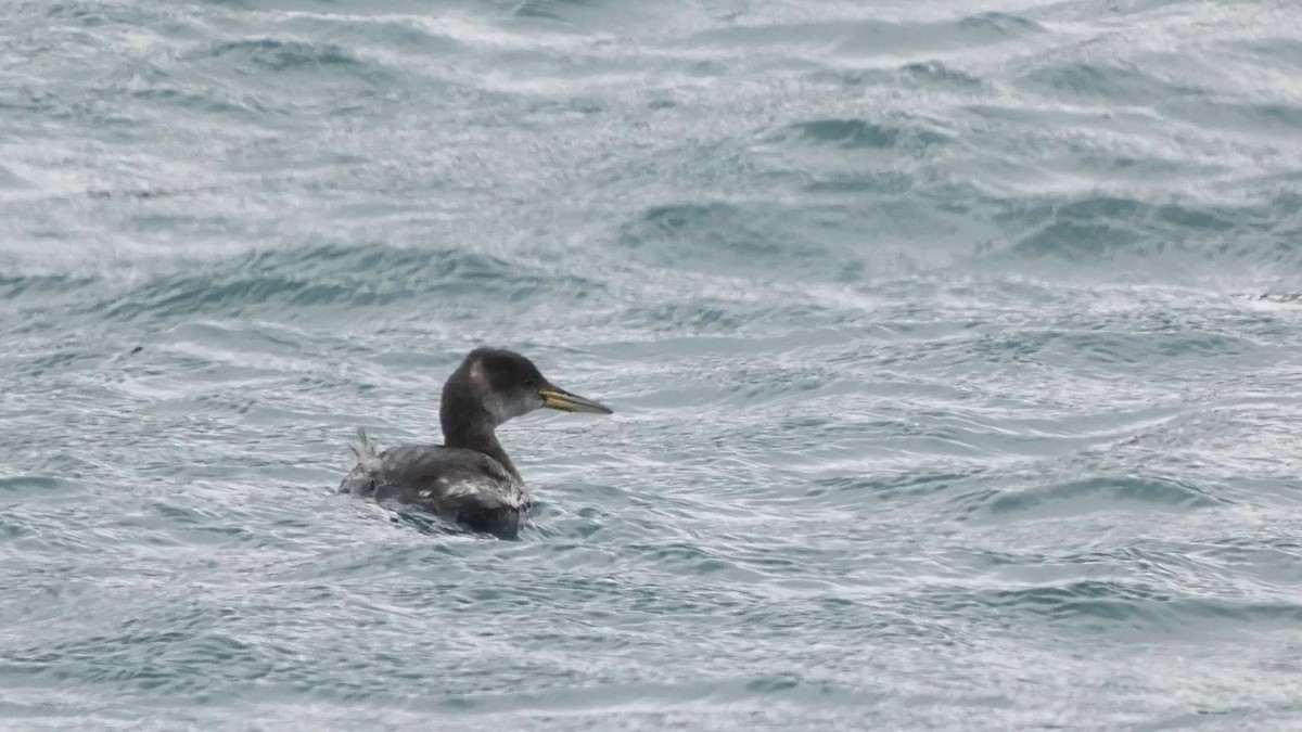 赤頸鸊鷉 - ML650554569