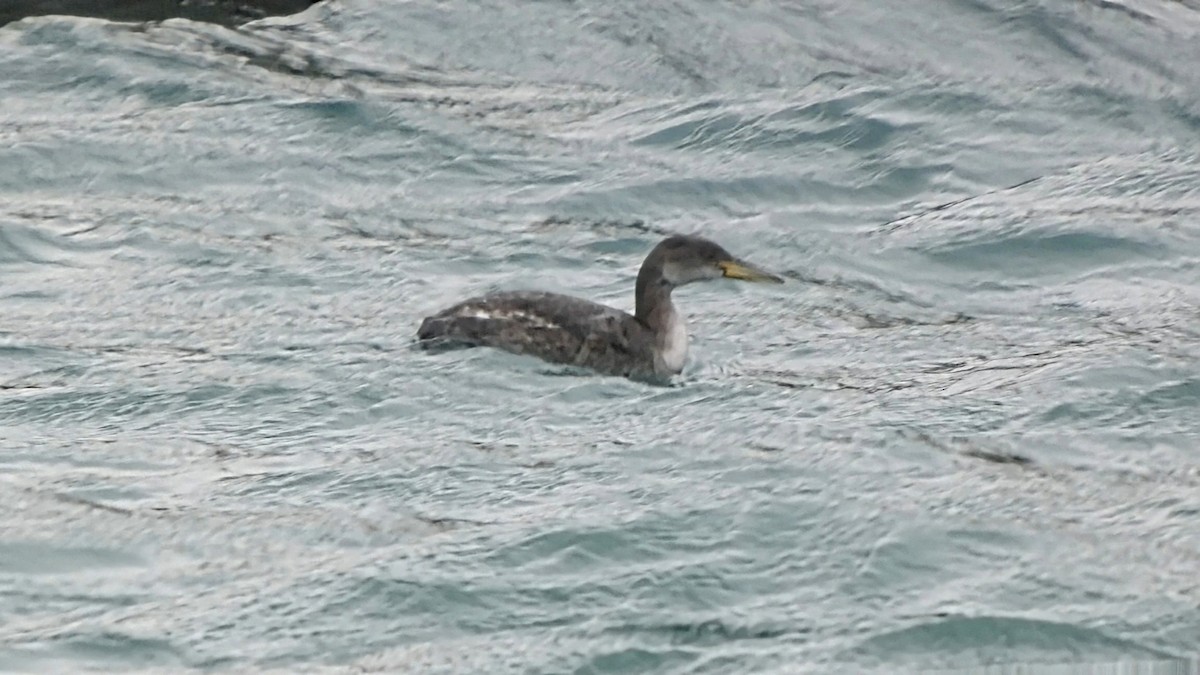 赤頸鸊鷉 - ML650554570