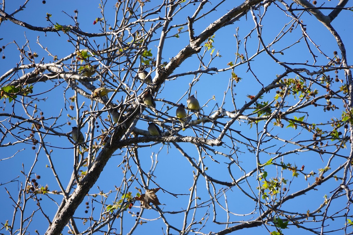 Ampelis Americano - ML650554714