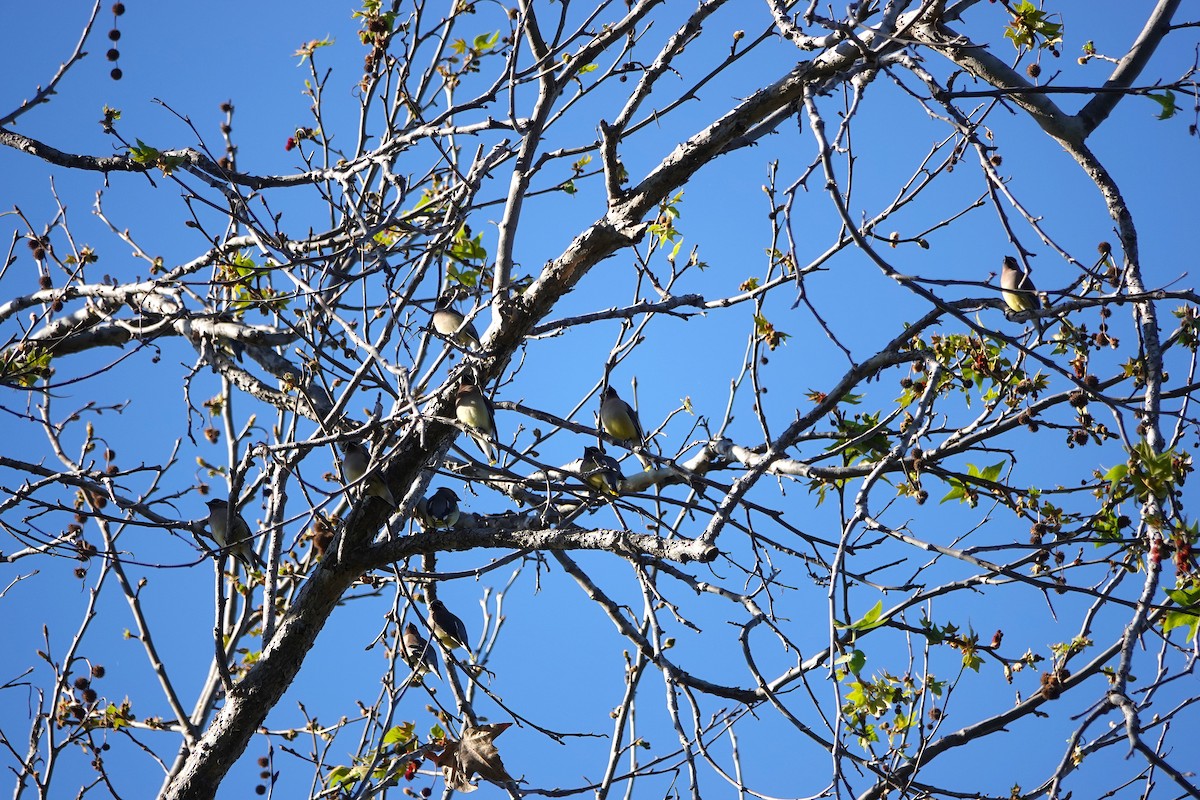 Ampelis Americano - ML650554715