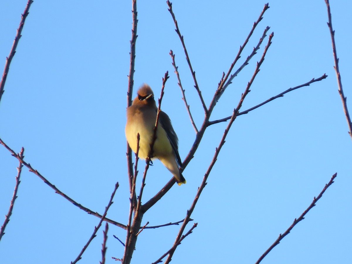 Ampelis Americano - ML650554866